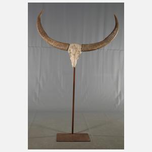 Kolossale Jagdtrophäe