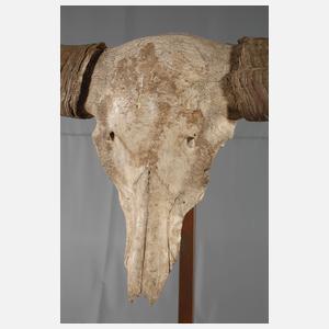 Kolossale Jagdtrophäe