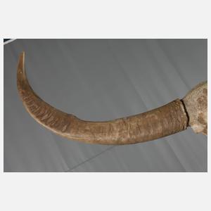 Kolossale Jagdtrophäe