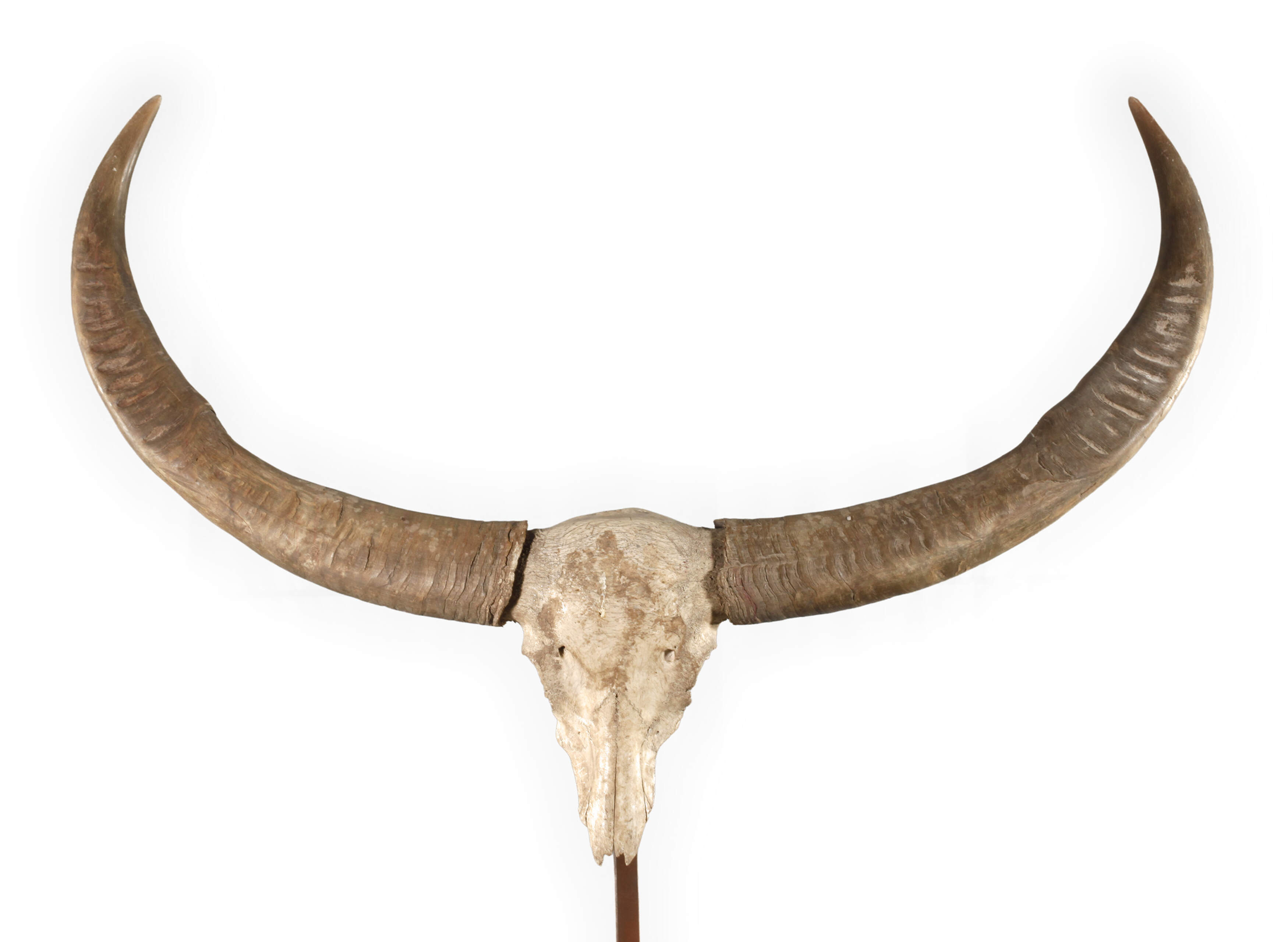 Kolossale Jagdtrophäe