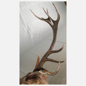 Große Jagdtrophäe