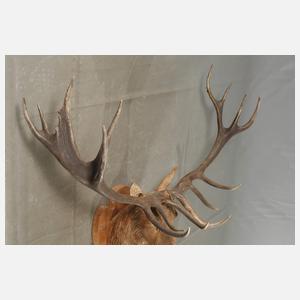 Große Jagdtrophäe