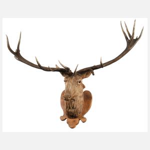 Große Jagdtrophäe