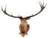 Große Jagdtrophäe