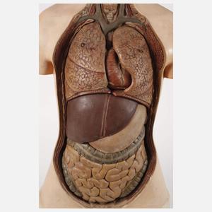 Anatomisches Anschauungsmodell