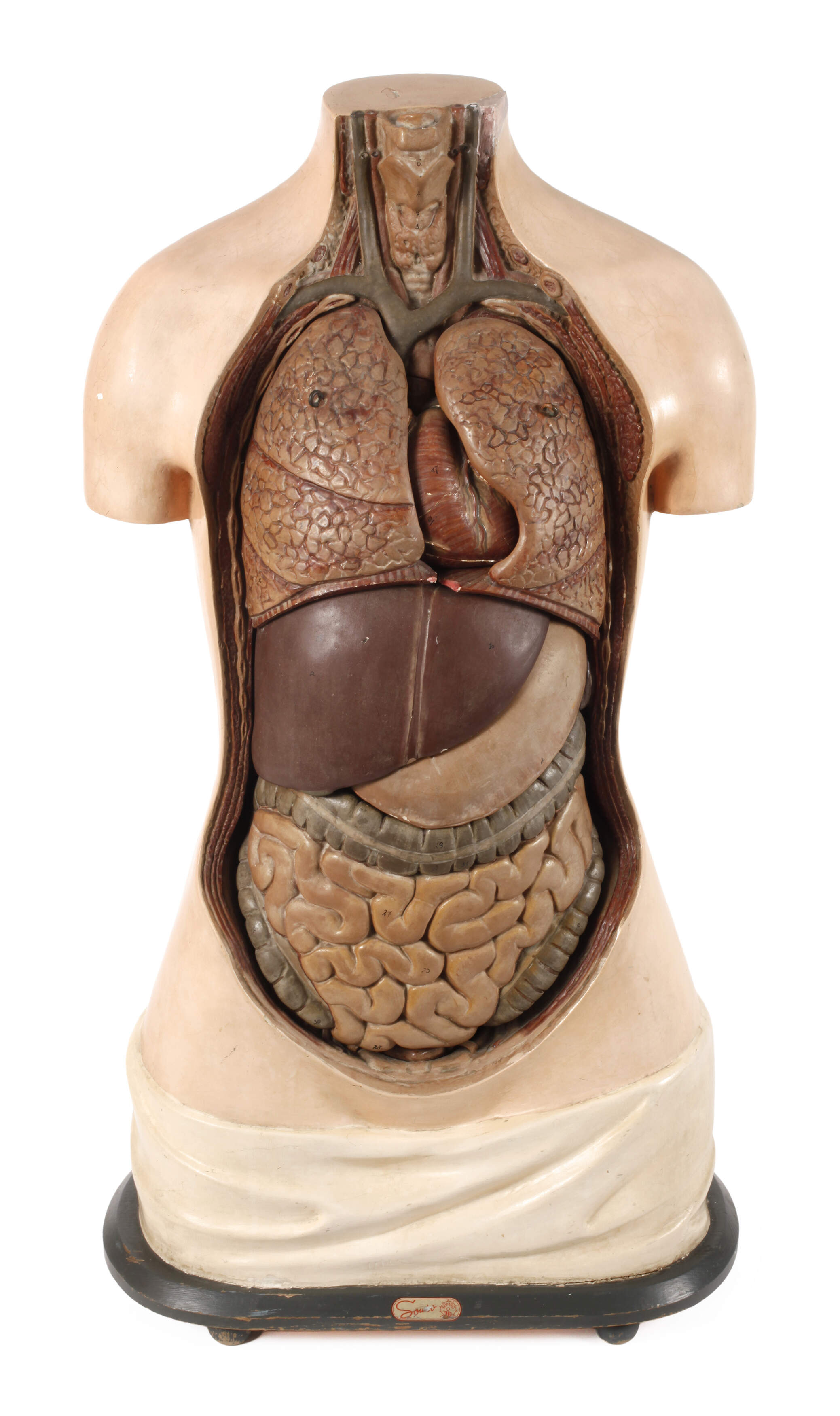 Anatomisches Anschauungsmodell