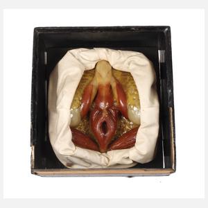 Anatomisches Modell