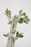 Meissen "Liebesgruppe mit Baum"