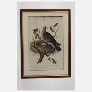 Johannes Jacobi, Turteltaube am Nest