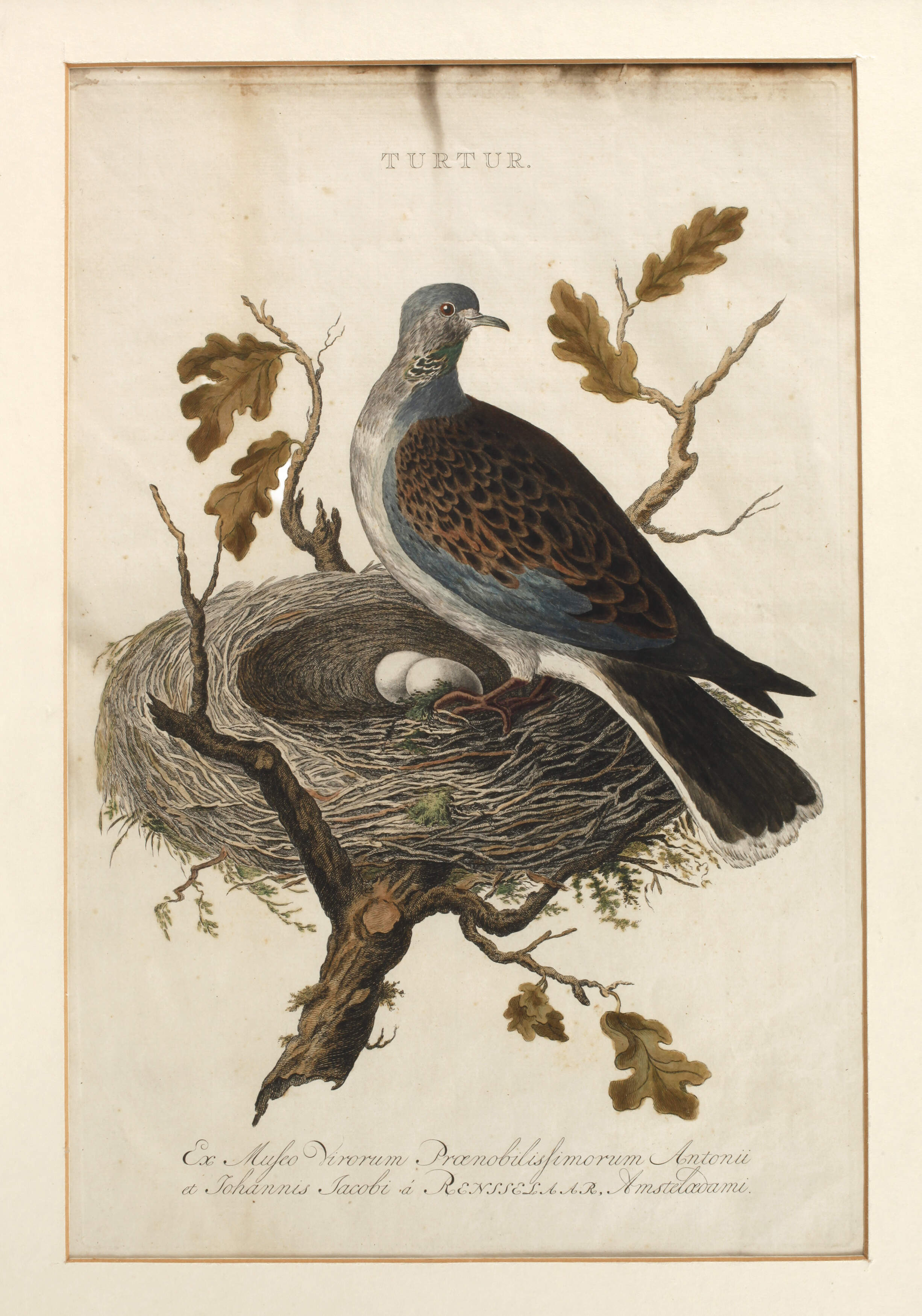 Johannes Jacobi, Turteltaube am Nest