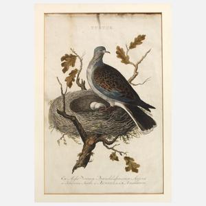 Johannes Jacobi, Turteltaube am Nest