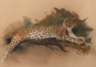 Willy Lorenz, Ruhender Leopard