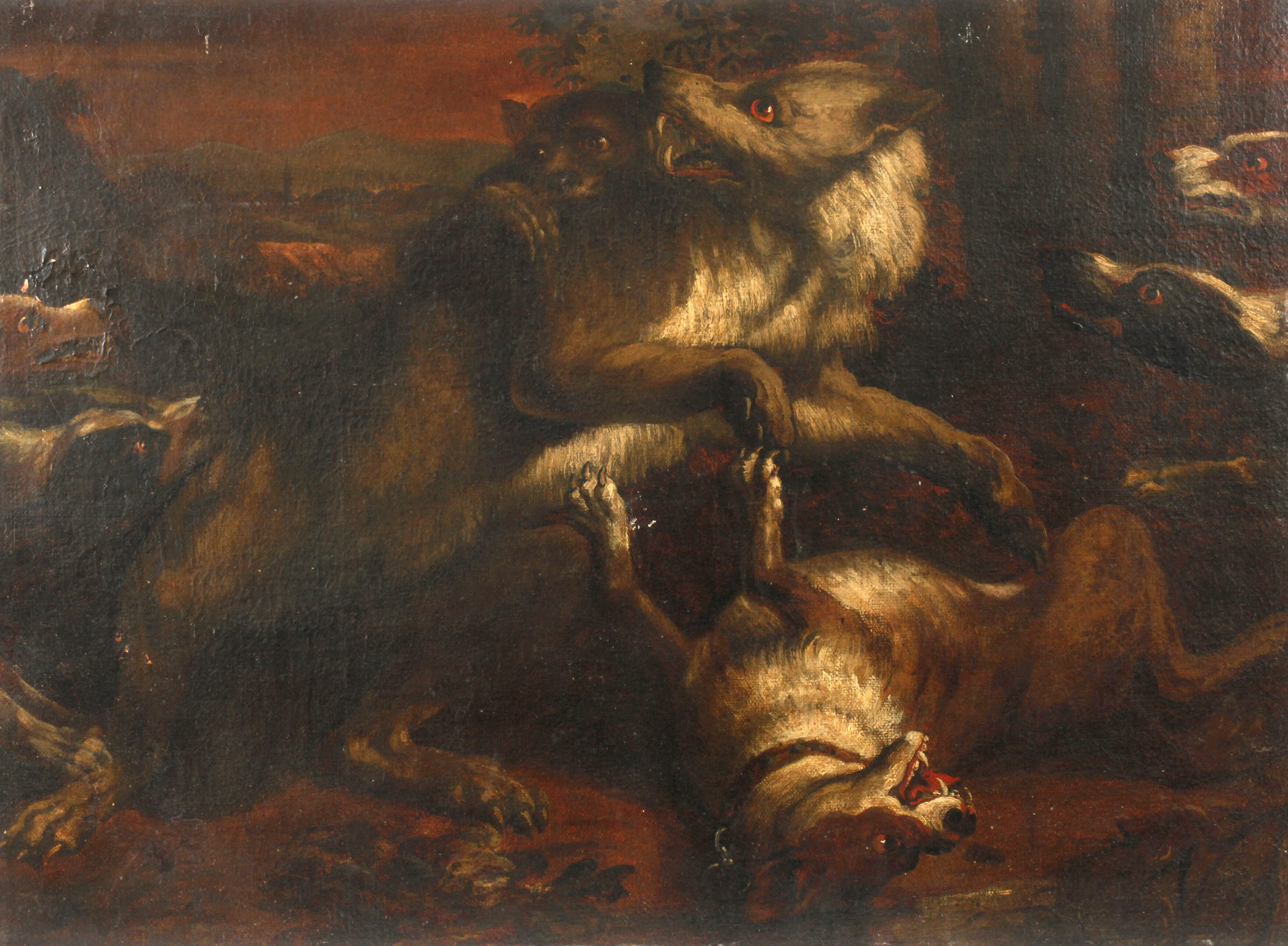 Hunde im Kampf mit einem Wolf