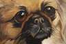 Ferdinand Schebek, Pekinese