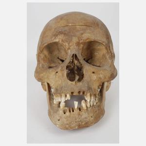 Anatomisches Anschauungsmodell