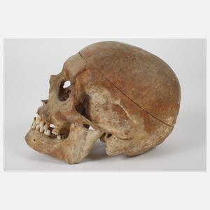Anatomisches Anschauungsmodell
