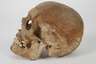 Anatomisches Anschauungsmodell