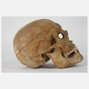 Anatomisches Anschauungsmodell
