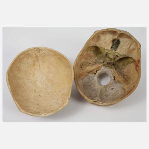 Anatomisches Anschauungsmodell