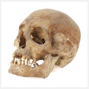 Anatomisches Anschauungsmodell