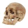 Anatomisches Anschauungsmodell
