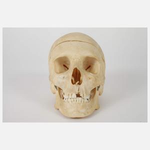 Anatomisches Anschauungsmodell