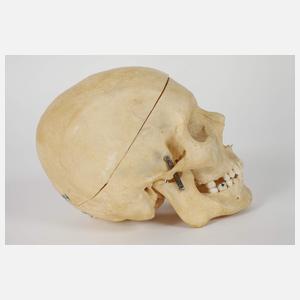 Anatomisches Anschauungsmodell