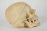 Anatomisches Anschauungsmodell