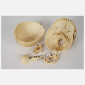 Anatomisches Anschauungsmodell