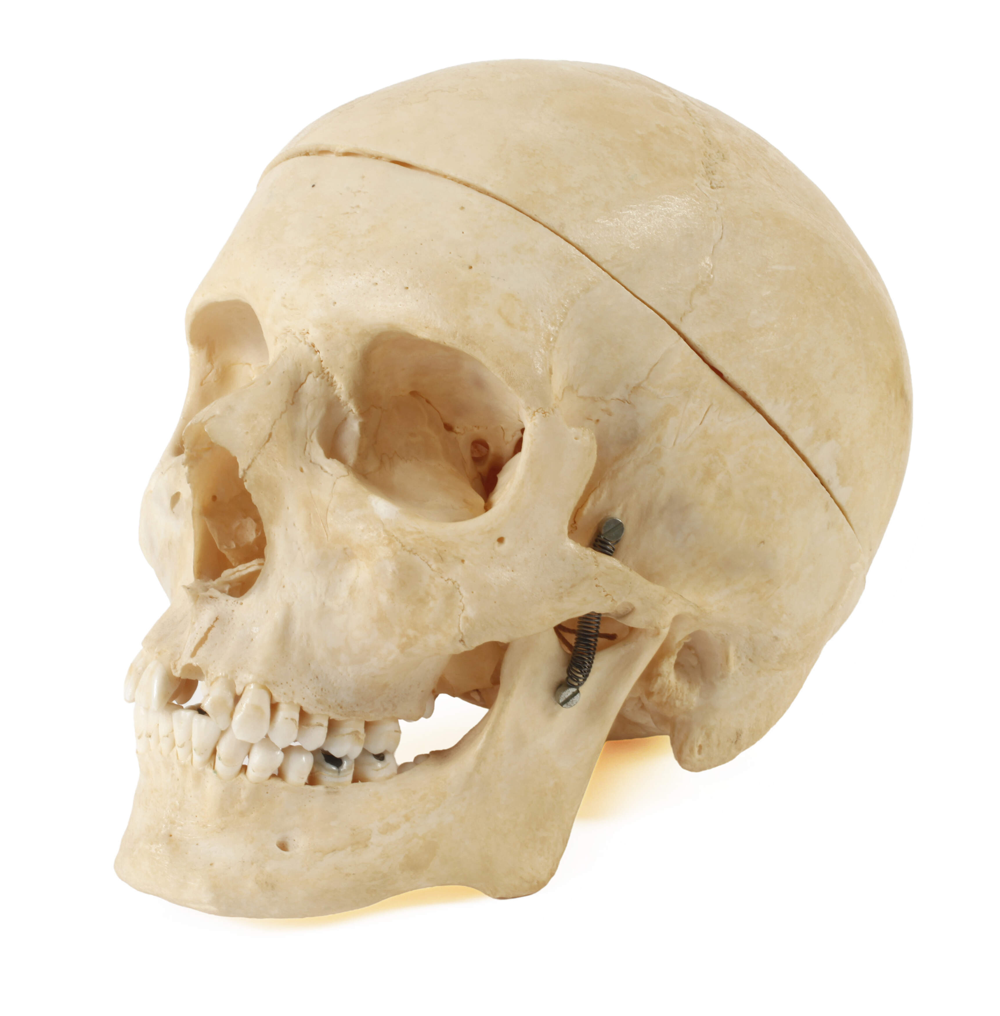 Anatomisches Anschauungsmodell