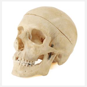 Anatomisches Anschauungsmodell