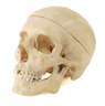 Anatomisches Anschauungsmodell