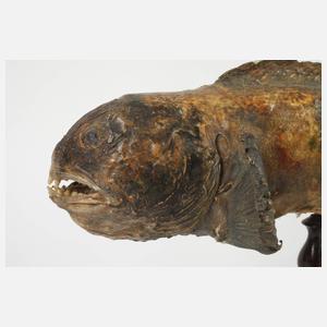 Historisches Tierpräparat
