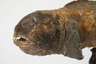 Historisches Tierpräparat