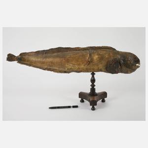 Historisches Tierpräparat