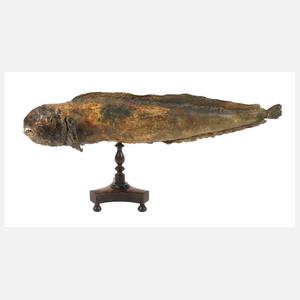 Historisches Tierpräparat