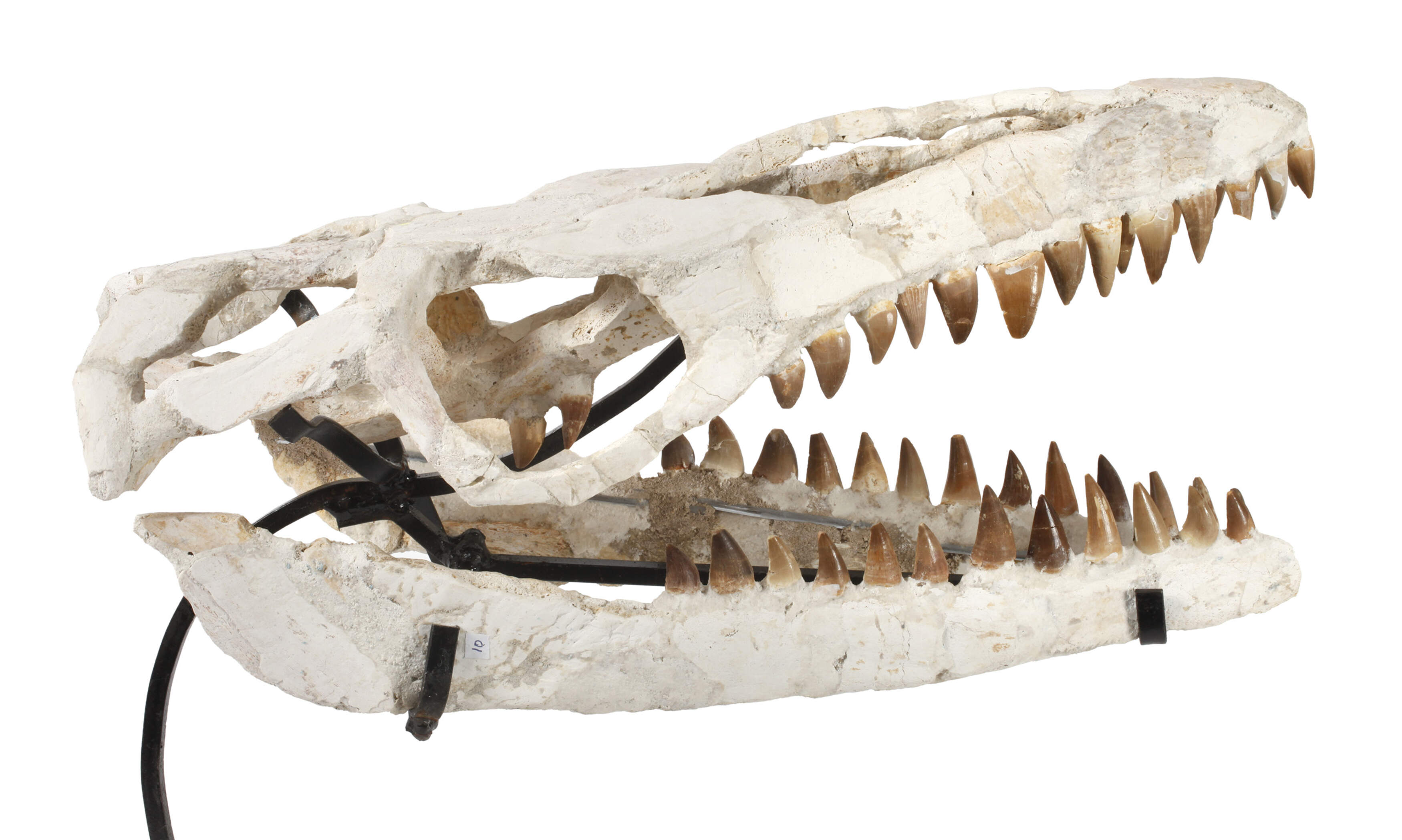 Fossil