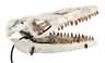 Fossil