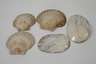 Konvolut Asiatika