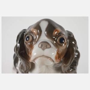 Kopenhagen Chavalier King Charles Spaniel