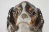 Kopenhagen Chavalier King Charles Spaniel