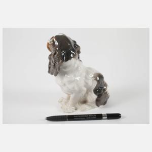 Kopenhagen Chavalier King Charles Spaniel