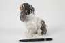 Kopenhagen Chavalier King Charles Spaniel