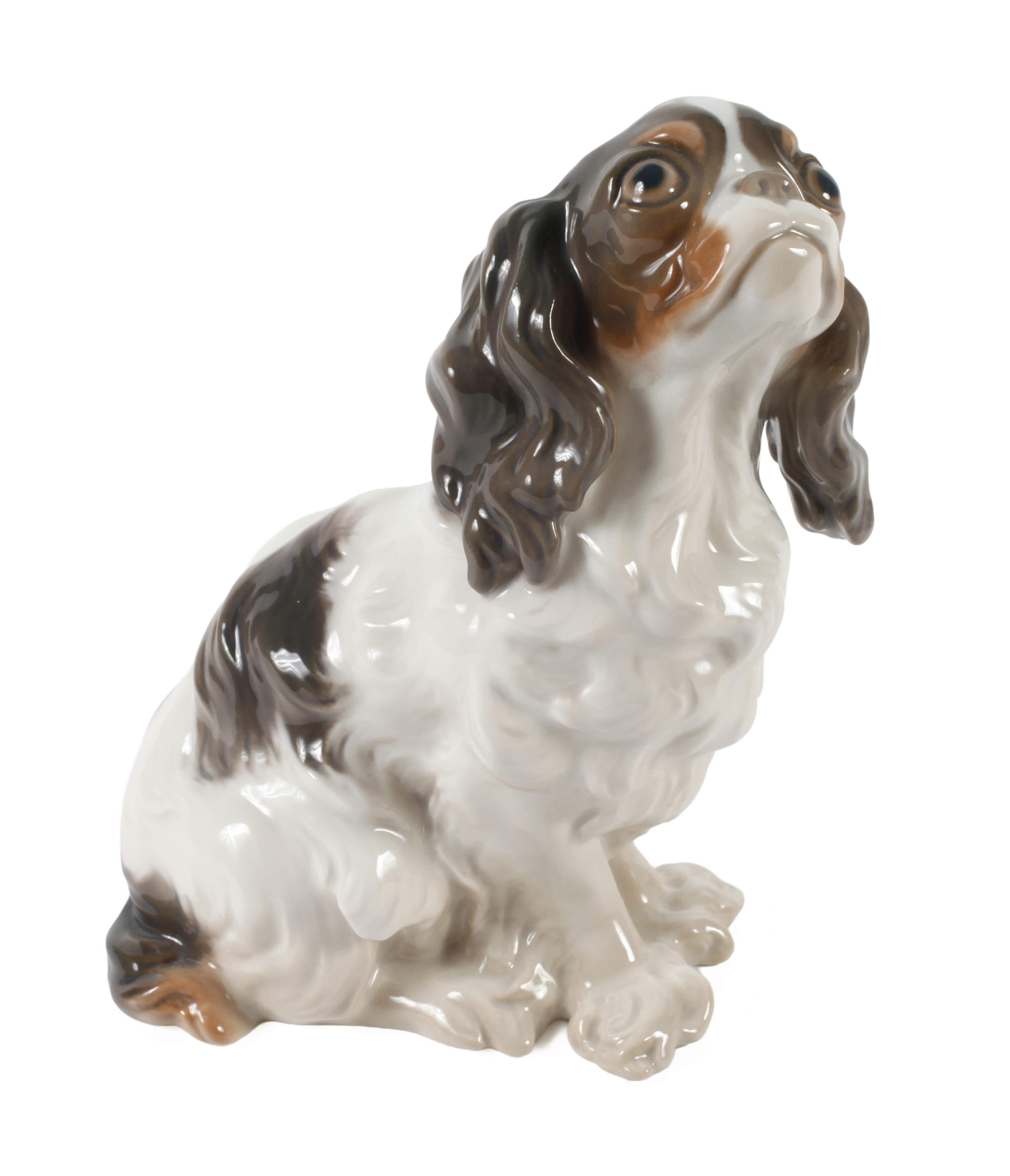 Kopenhagen Chavalier King Charles Spaniel