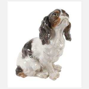 Kopenhagen Chavalier King Charles Spaniel