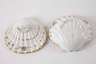 Meissen Muscheldose aus dem "Schwanenservice"