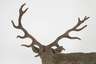 Große Wiener Bronze als imposanter Hirsch