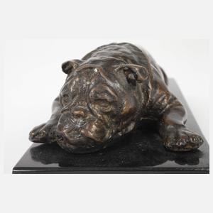 Liegende Bulldogge