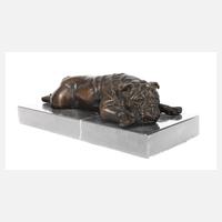 Liegende Bulldogge111