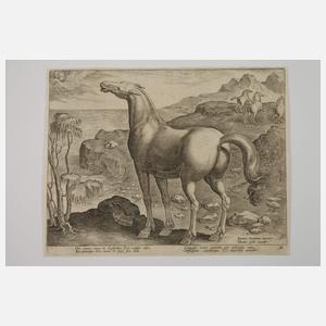 Jan van der Straet, Wildpferde
